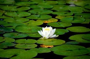 white lotus among the leaves on the water