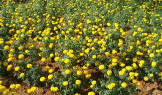 fields of Golden flowers of calendula