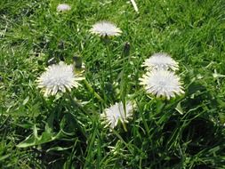 white fluffy summer dandelions in the meadow