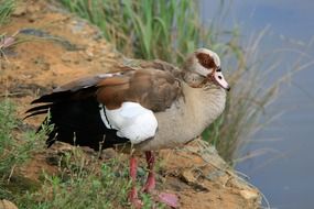 egyptian goose