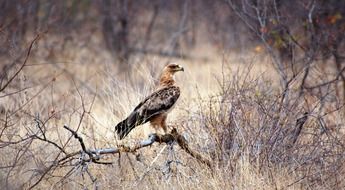 wild bird of prey in the desert