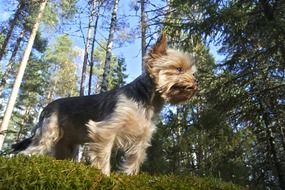 Beautiful, cute and colorful Yorkshire Terrier on the grass among the trees