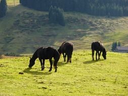 horses on nature pasture