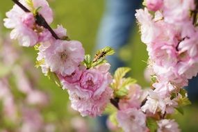 flowering japanese cherry tree