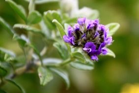 stunningly beautiful small flower
