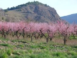 Landscape of the orchard