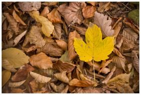 yellow leaf of maple on brown foliage