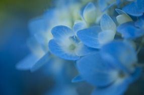 blue hydrangea flower