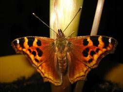 butterfly with brown wings with black spots