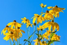 Yellow flowers against a clear sky