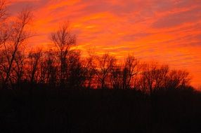 illuminated forest at sunset