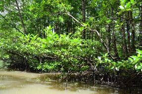 mangrove jungle river