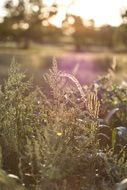 backlight sun in the meadow