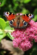 Butterfly peacock on a bright flower