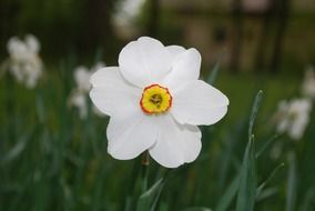 narcissus flower in the garden