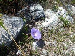 vivid purple spring flower