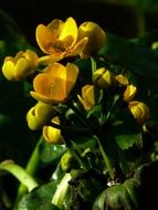 yellow caltha palustris grow