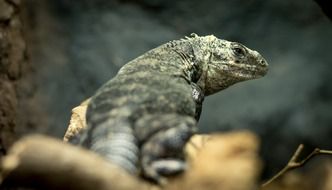 rear view of a green lizard