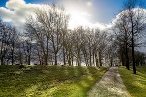 trees along path at sunny day