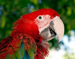 beautiful and delightful red parrot