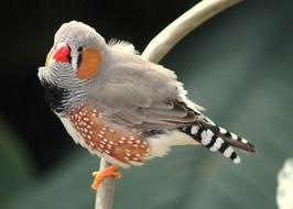zebra finch bird on a tree branch