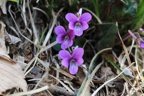 wild violet flower bloom close-up