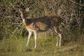 Picture of the deer in the wildlife