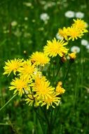 yellow meadows dubius flowers