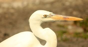 portrait of a white egret in nature