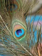 Peacock Feather closeup