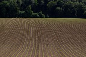 Arable field in the spring