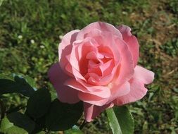 pink rose on green grass background