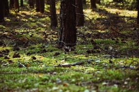 green grass in the forest close-up on a blurred background