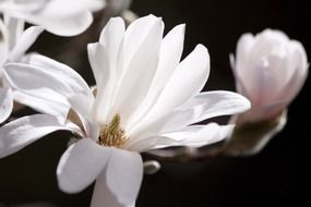 magnolia blossom bush