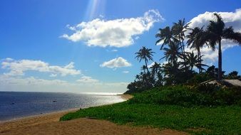Tropical island with green palm trees, hawaii