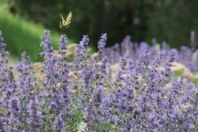 butterflies on a lavender field