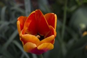 dark orange tulip on flowerbed