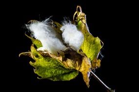 cotton capsule on black background