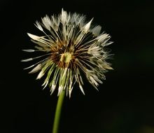 thin dandelion on a black background