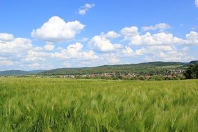 Beautiful barley field on the colorful landscape with hills in Hesse