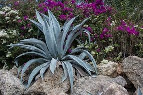 green succulent agave plant flowers