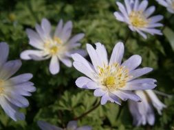 Violet anemones flowers blossom