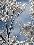 tree branches in the snow against the sky