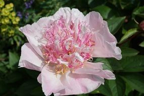 tender pink peony flower