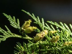 macro photo of green flowering cedar