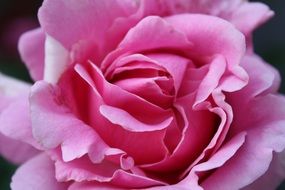 pink petals of a romantic flower