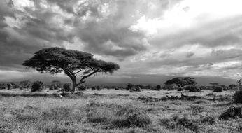 black and white photo of safari in africa