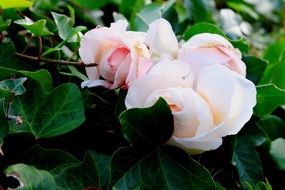 pink rose on a green bush in the forest