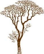 Drawing tree on a white background