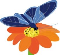 Colorful butterfly on the colorful flower clipart